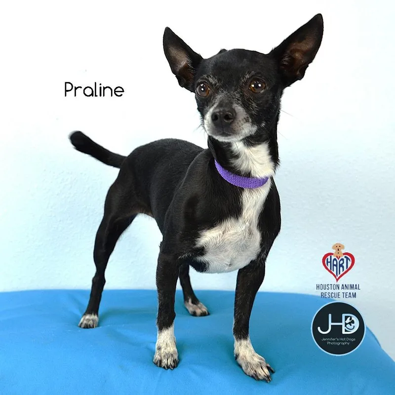 Praline thumbnail 2