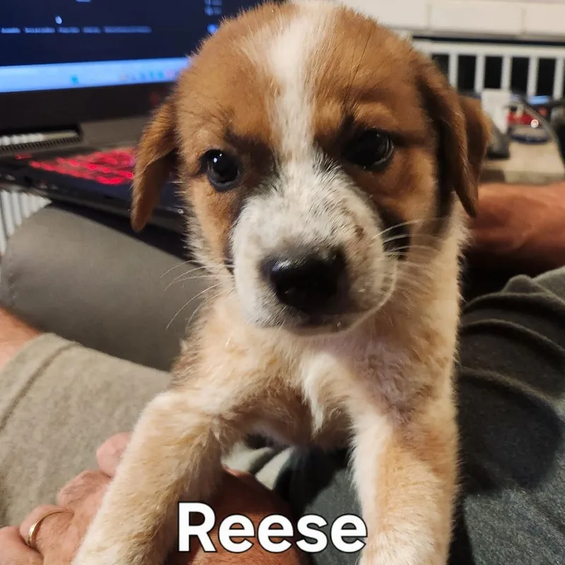 Reese