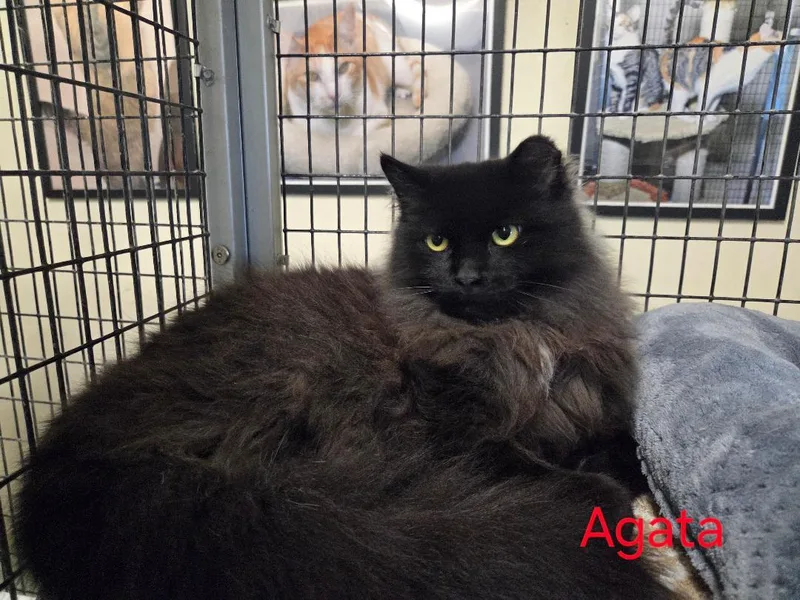 An adult large-sized female Black Domestic Long Hair cat named Agata for adoption in Las Cruces, NM