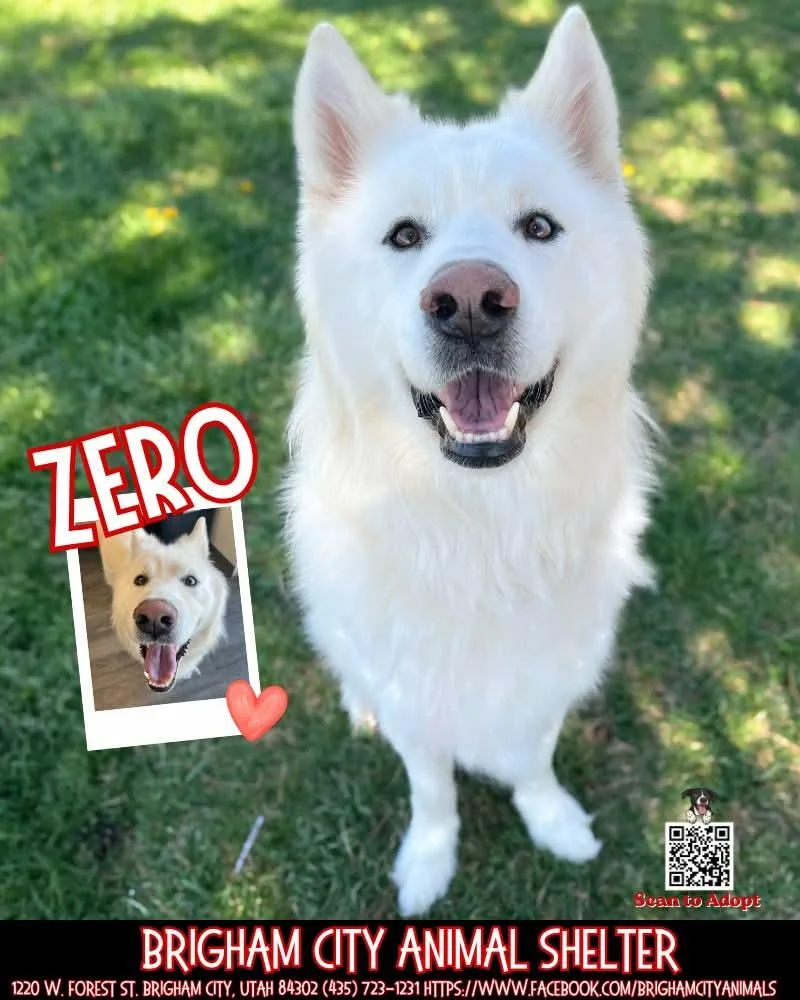An adult medium-sized male White / Cream Husky dog named Zero for adoption in Brigham City, UT