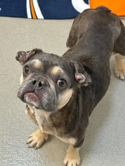 An adult small-sized female French Bulldog dog named Ophelia for adoption in Roseville, CA
