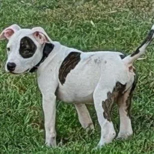 A baby medium-sized male American Bulldog dog named Clyde for adoption in Cordova, TN