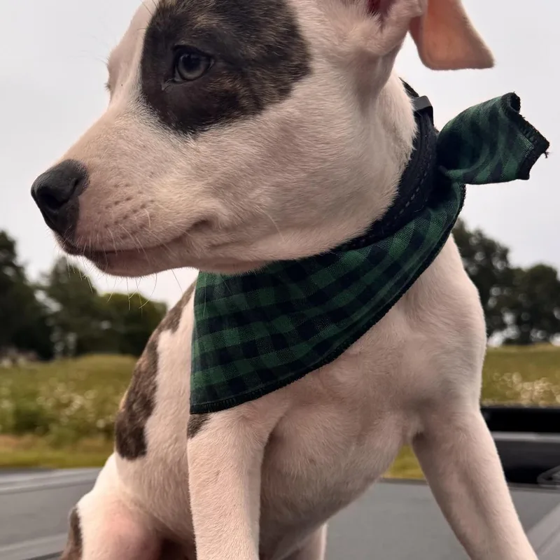 Clyde thumbnail 3