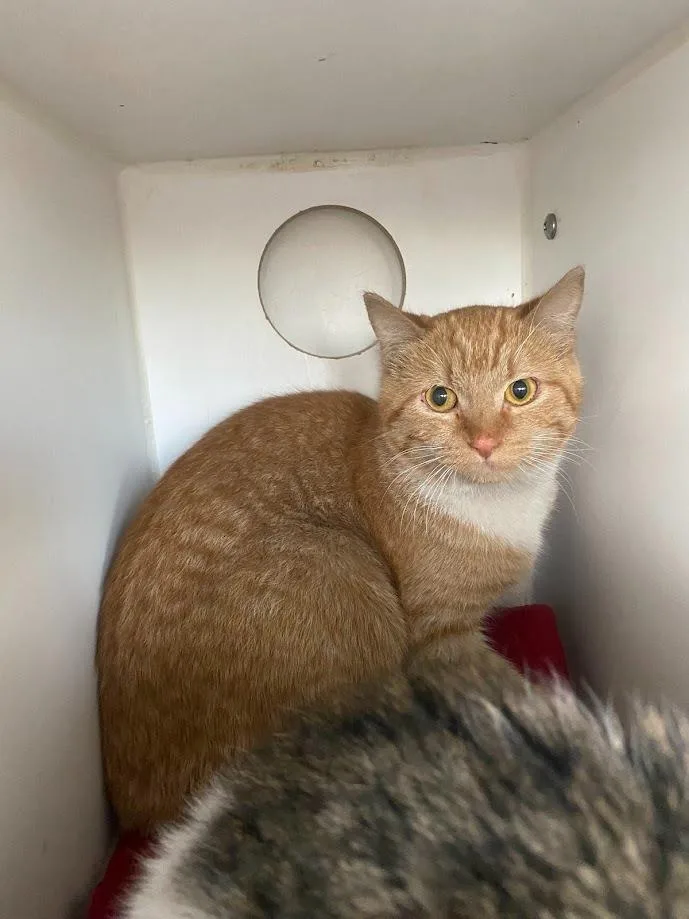 A young medium-sized female Domestic Short Hair cat named Debbie for adoption in Sapulpa, OK
