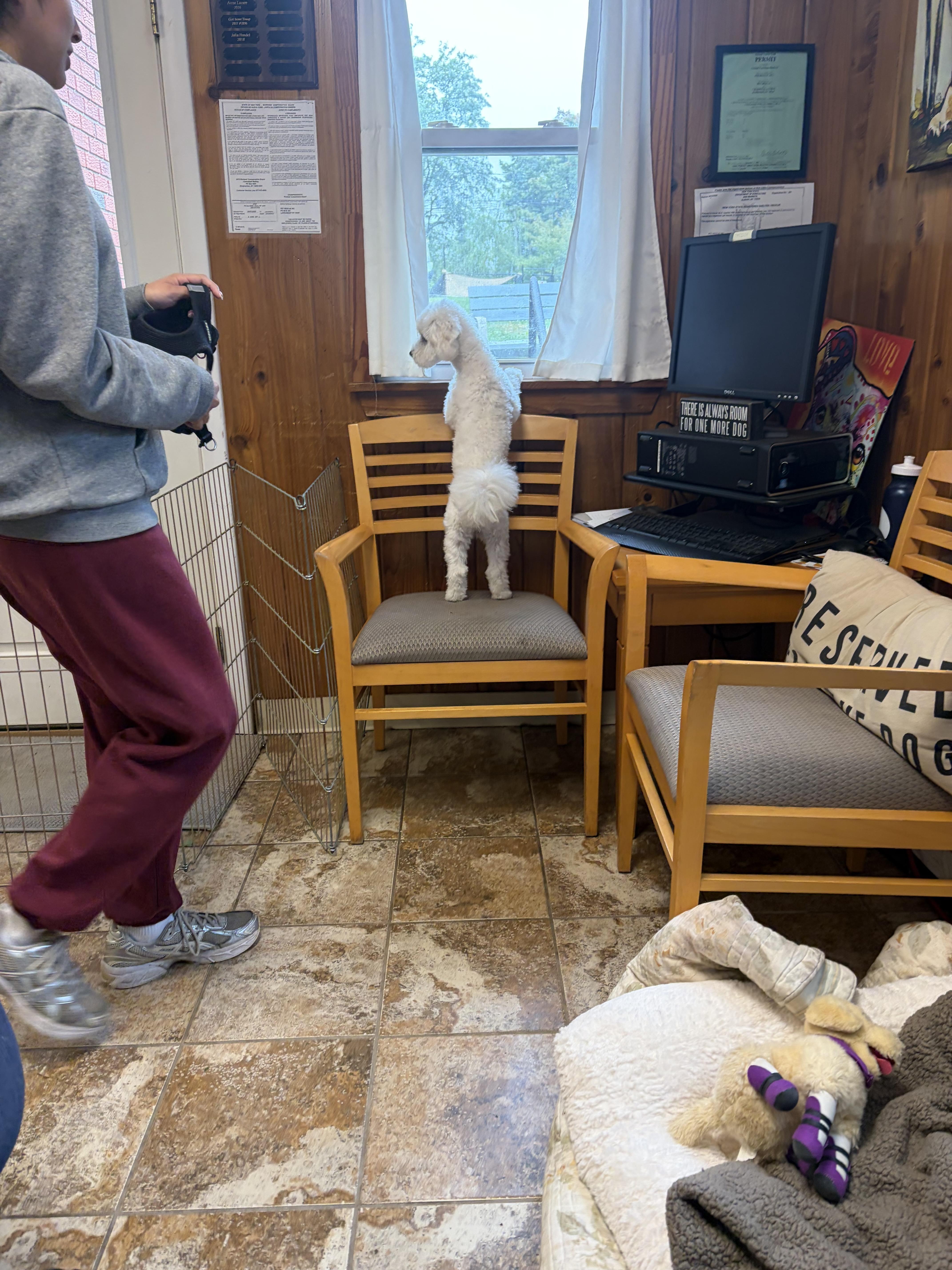 A baby small-sized male White / Cream Maltipoo dog named Noah for adoption in Harrison, NY