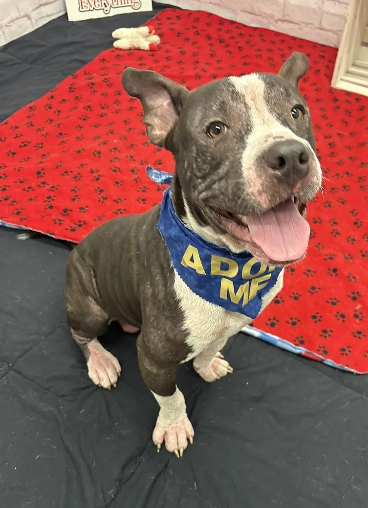 A baby medium-sized male Mixed Breed dog named Cookie Delight for adoption in Detroit, MI