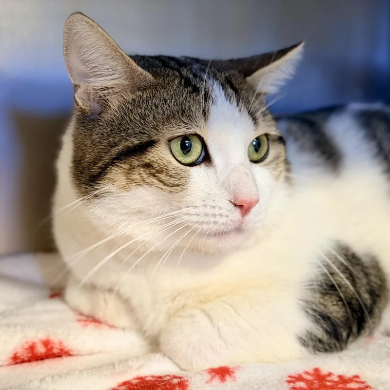 An adult medium-sized male Tabby (Brown / Chocolate) Domestic Short Hair cat named Toby for adoption in Manahawkin, NJ