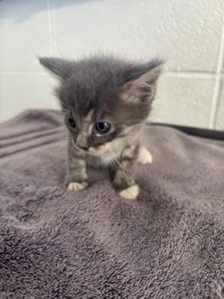 A baby small-sized female Domestic Short Hair cat named Bernice for adoption in Port Allen, LA