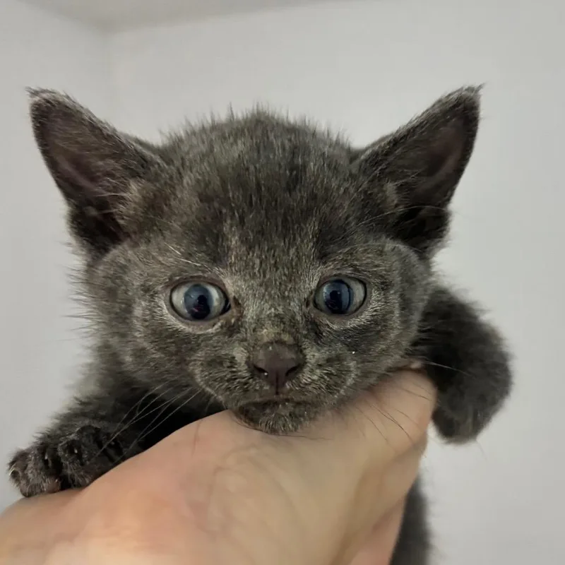 A baby small-sized male Gray / Blue / Silver Russian Blue cat named Cosmo for adoption in Franklin, NC
