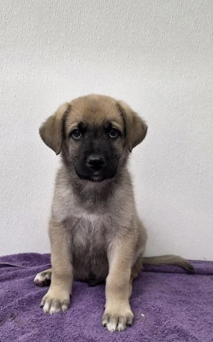 A young medium-sized male Shepherd dog named Kuzco for adoption in Phoenix, AZ