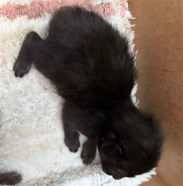 A baby medium-sized male Domestic Short Hair cat named Sunflower for adoption in Dallas, TX