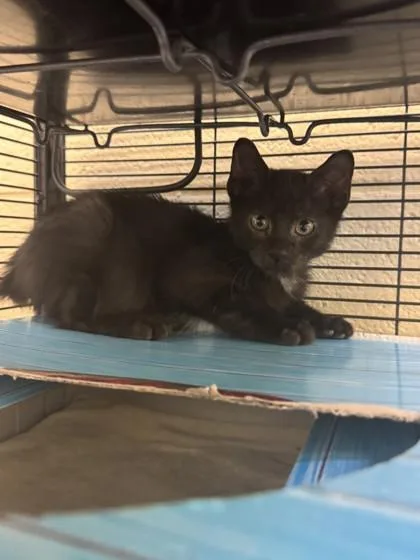 A baby small-sized male Domestic Short Hair cat named Ozzy for adoption in Vero Beach, FL