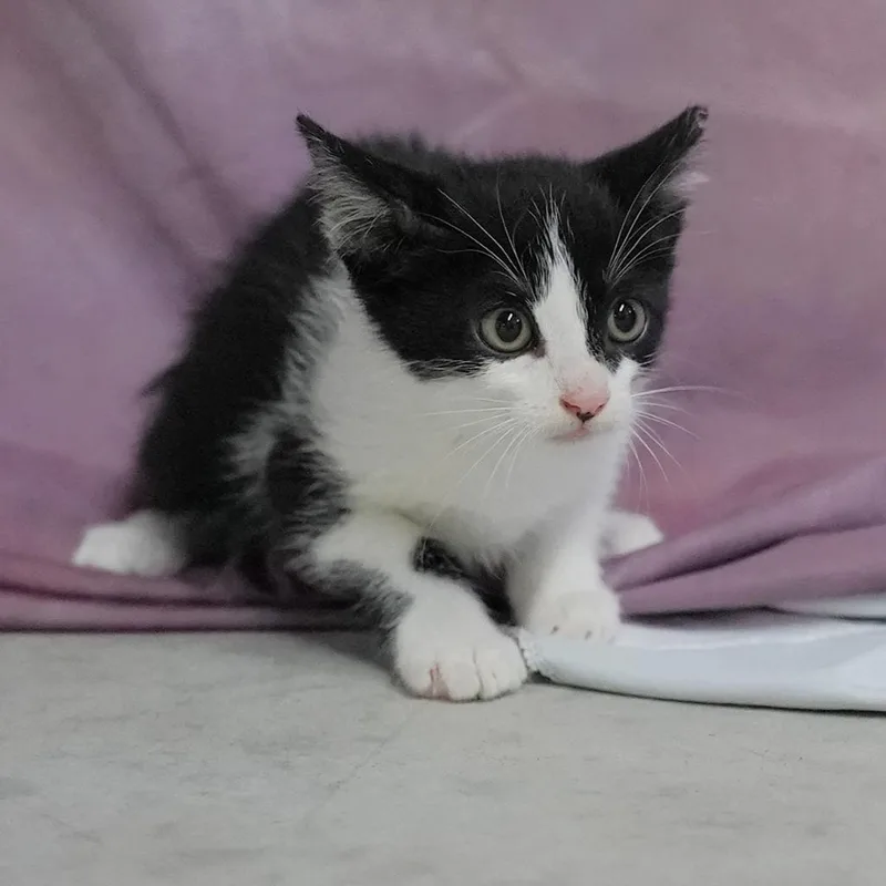 A baby medium-sized male Domestic Short Hair cat named Pumpkin for adoption in Springfield, GA