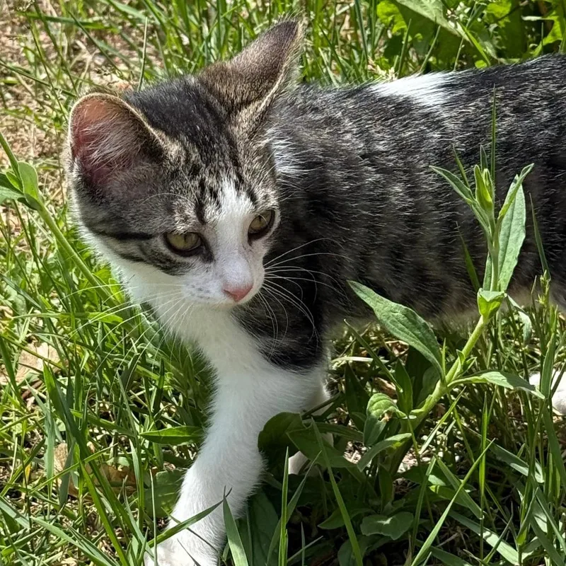 A young small-sized male Tabby (Brown / Chocolate) Domestic Short Hair cat named Koda for adoption in Gresham, WI