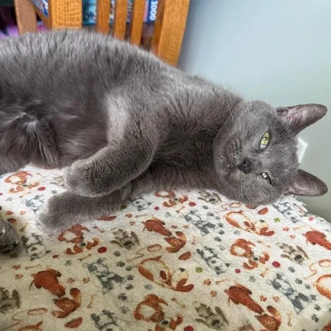 A senior medium-sized female Gray / Blue / Silver Domestic Short Hair cat named Maria for adoption in Skokie, IL