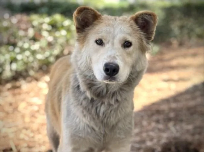 An adult large-sized female Turkish Kangal dog named Pinkie for adoption in San Pedro, CA