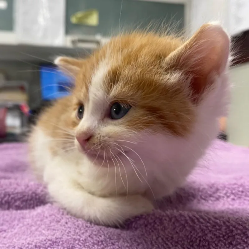 A baby medium-sized female Domestic Medium Hair cat named Rangoon Nacho for adoption in Fall River, MA