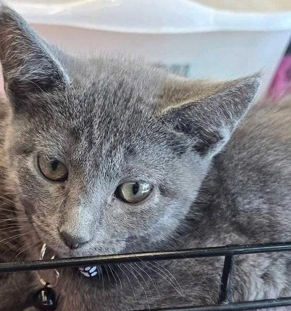 A baby medium-sized male Domestic Short Hair cat named Mr Nimbus for adoption in Wilmington, NC