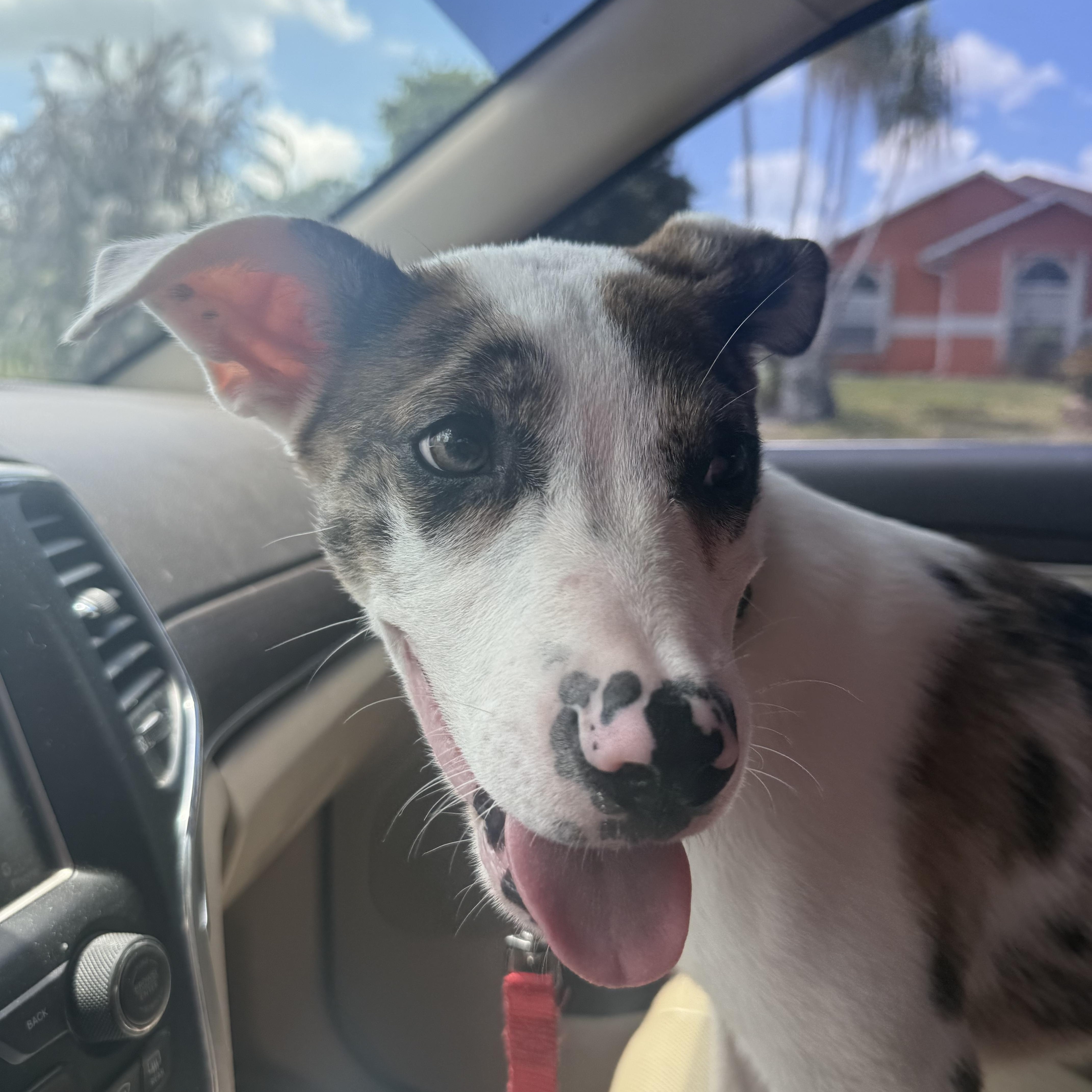 A baby medium-sized male White / Cream Australian Cattle Dog / Blue Heeler dog named Oliver for adoption in Palm Bay, FL