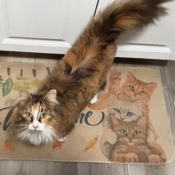 A young medium-sized female Calico Domestic Long Hair cat named Dirty Diana for adoption in FAIRWAY, KS