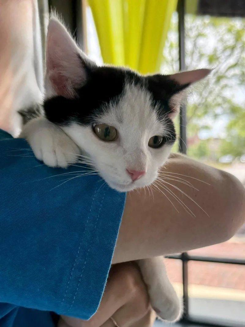CAT  Oscar