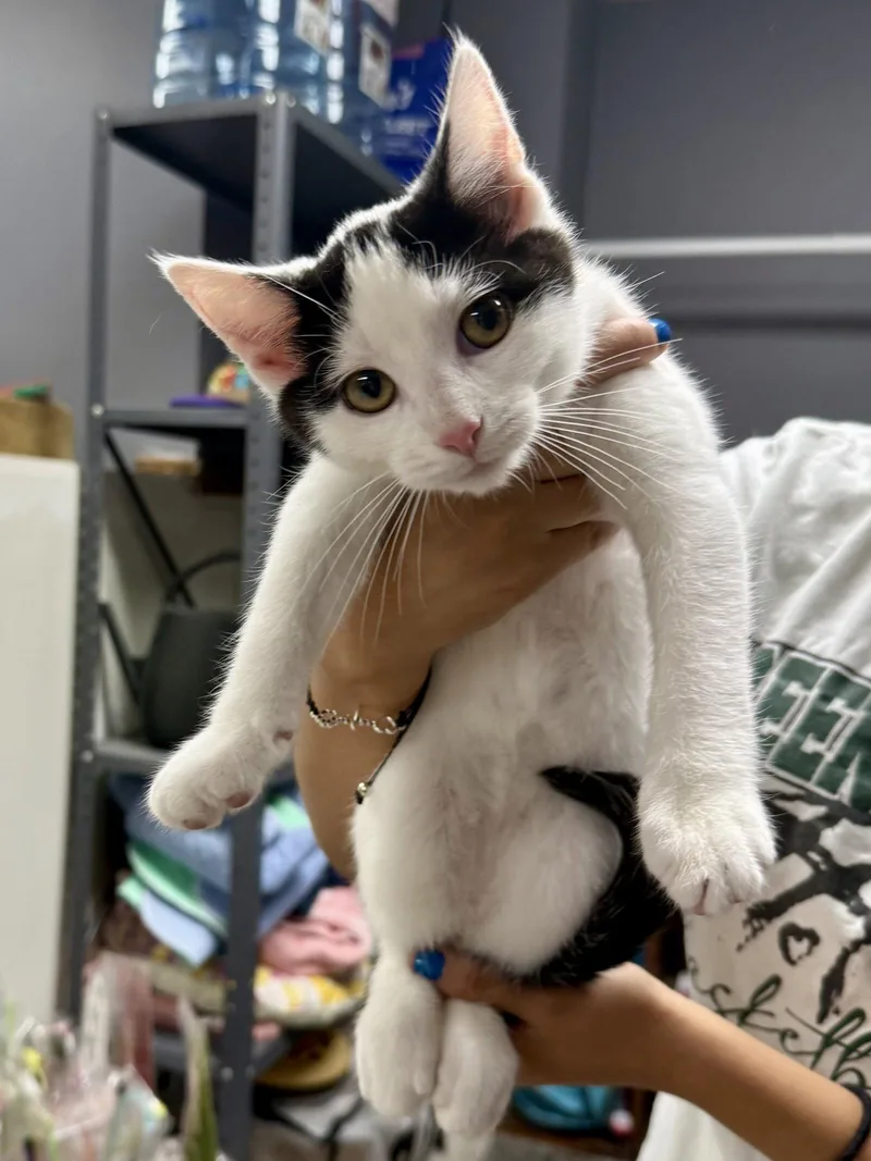 CAT  Oscar thumbnail 2