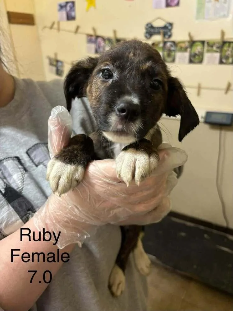 A baby medium-sized female Boxer dog named Johnson Rs : Ruby for adoption in Aurora, IN
