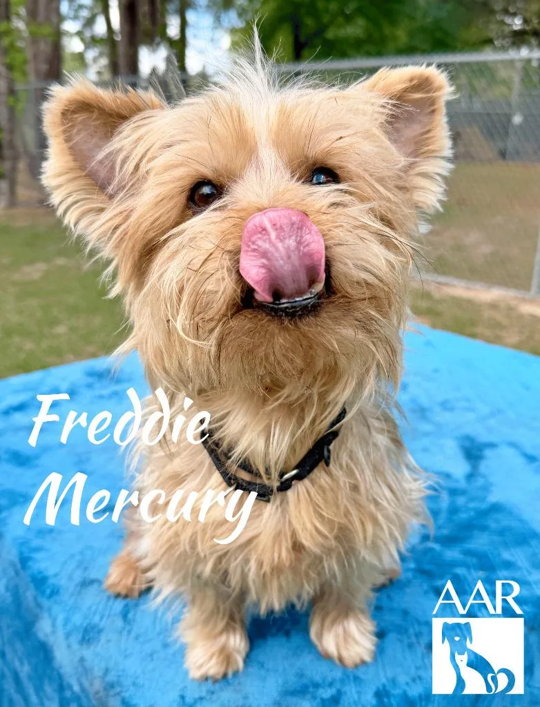 Freddy Mercury thumbnail 2