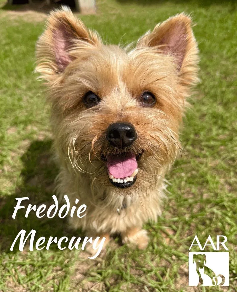 Freddy Mercury thumbnail 3