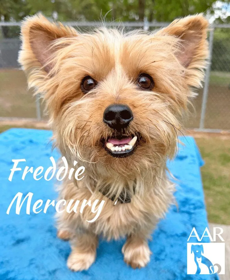 Freddy Mercury thumbnail 4