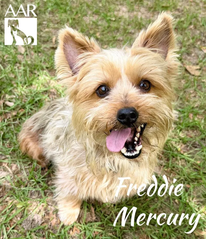 Freddy Mercury thumbnail 5