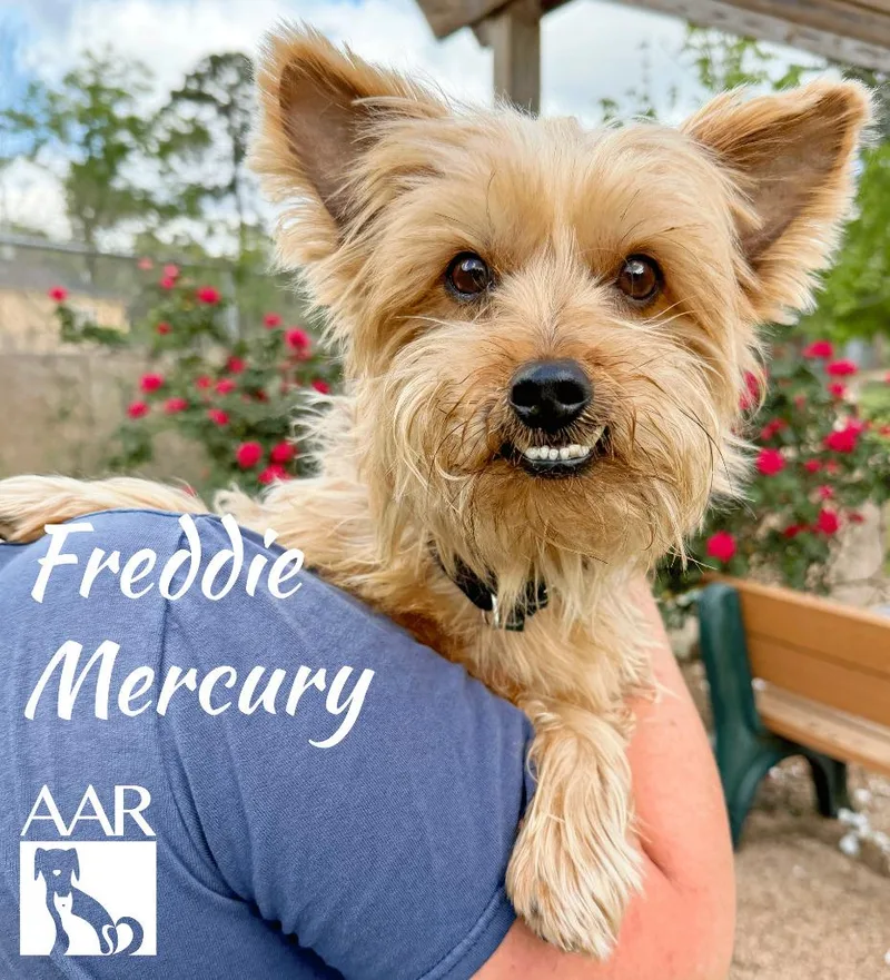 Freddy Mercury thumbnail 6