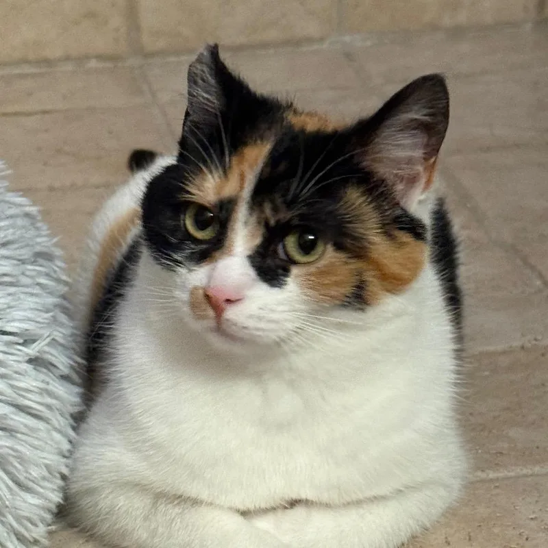 A young small-sized female Orange / Red Domestic Short Hair cat named Cali for adoption in Traverse City, MI