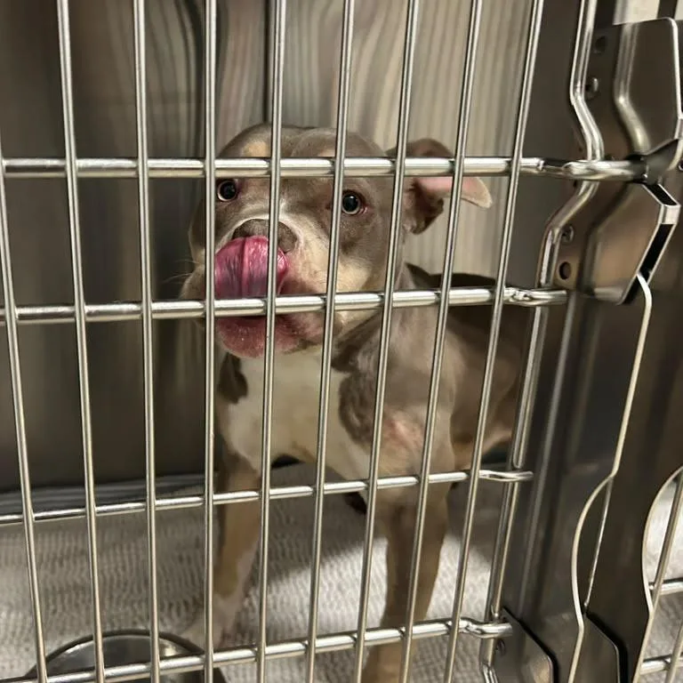 An adult medium-sized male Yellow / Tan / Blond / Fawn American Bulldog dog named Thor for adoption in Lake Panasoffkee, FL