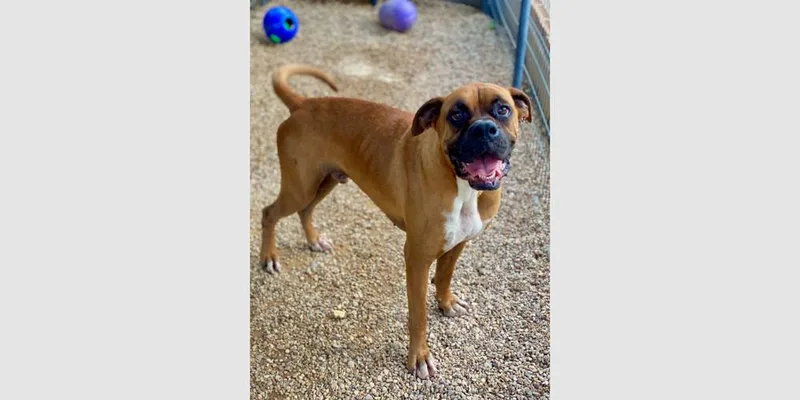 A young medium-sized male Yellow / Tan / Blond / Fawn Boxer dog named Perrier for adoption in Hewitt, TX