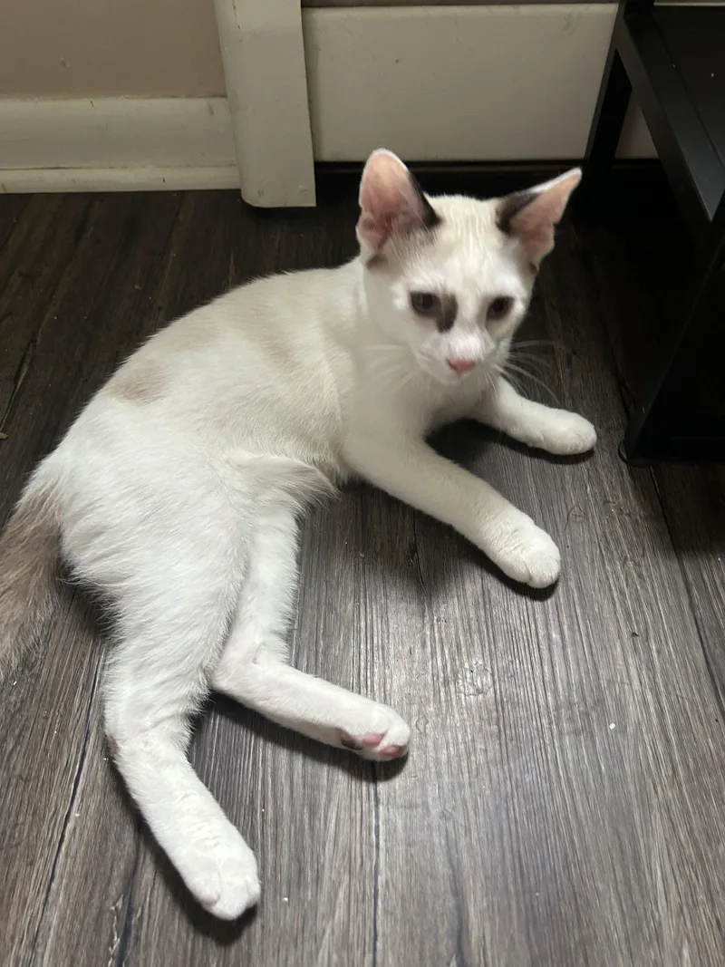 A young medium-sized male Domestic Short Hair cat named Bert & Ernie for adoption in Rochester, NY