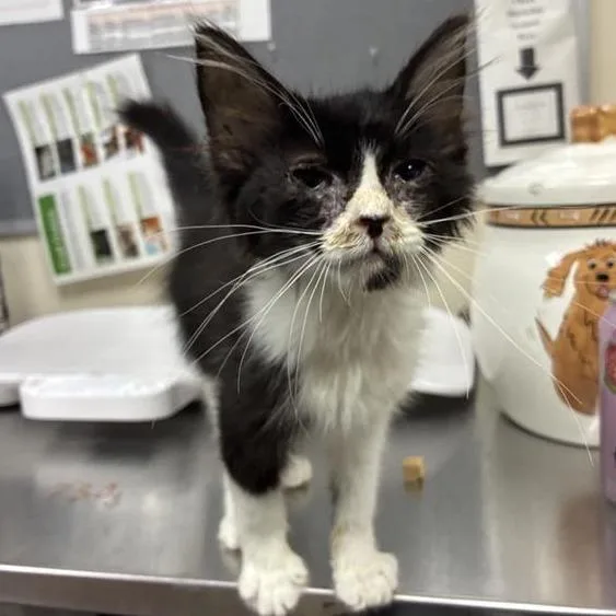 A baby small-sized female White Domestic Medium Hair cat named Hemlock for adoption in Pasadena, CA