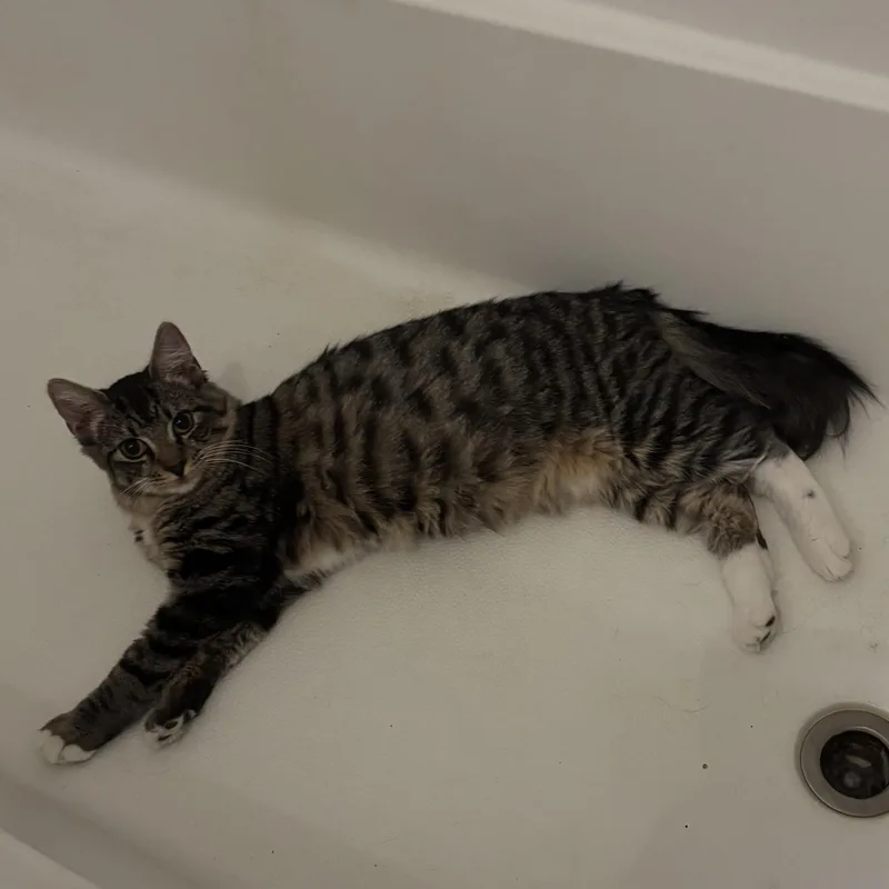 A baby medium-sized female Domestic Medium Hair cat named Indigo for adoption in Houston, TX