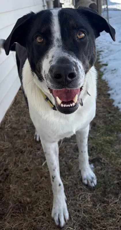 An adult large-sized male Labrador Retriever dog named Luca for adoption in Baraboo, WI