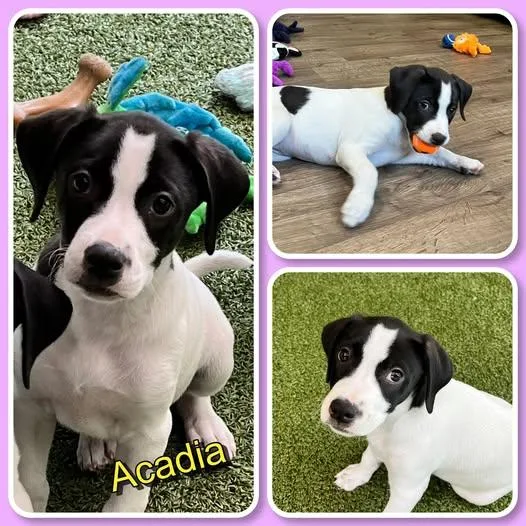 Acadia