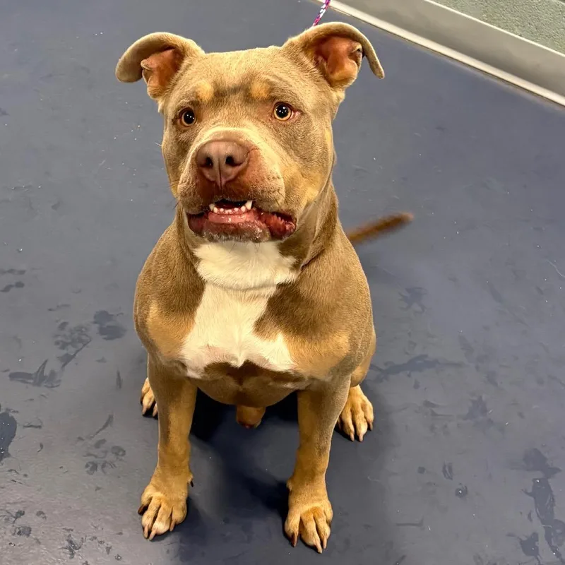 An adult medium-sized male Gray / Blue / Silver Pit Bull Terrier dog named Cedar for adoption in Greensboro, NC