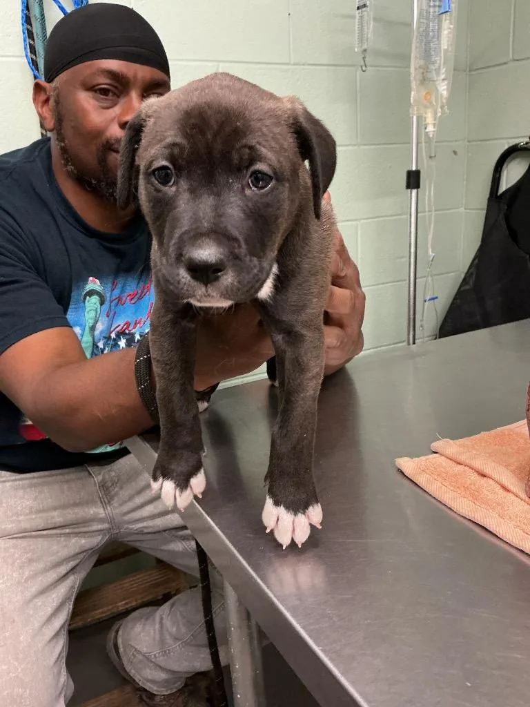 A baby small-sized male Pit Bull Terrier dog named Reggie for adoption in Dyersburg, TN