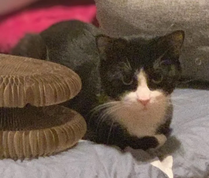 Elderberry And Plum thumbnail 3