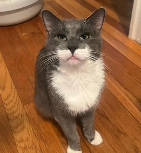 Elderberry And Plum thumbnail 4