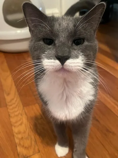 Elderberry And Plum thumbnail 6