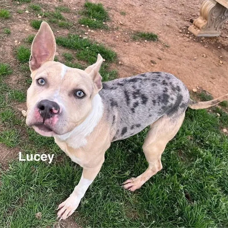 An adult medium-sized female Yellow / Tan / Blond / Fawn Mixed Breed dog named Lucey for adoption in Alexandria, VA
