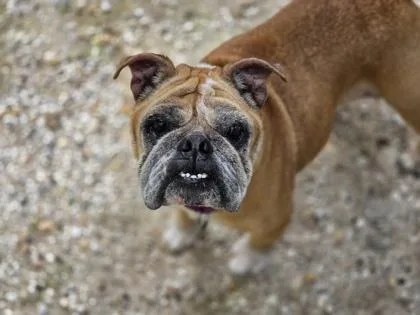 A senior medium-sized female Yellow / Tan / Blond / Fawn English Bulldog dog named Muriel for adoption in Key West, FL