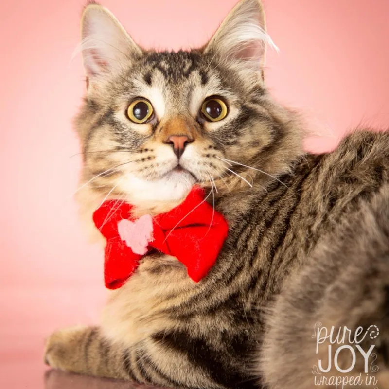An adult small-sized male Black Domestic Medium Hair cat named Aristotle for adoption in Springfield, MO