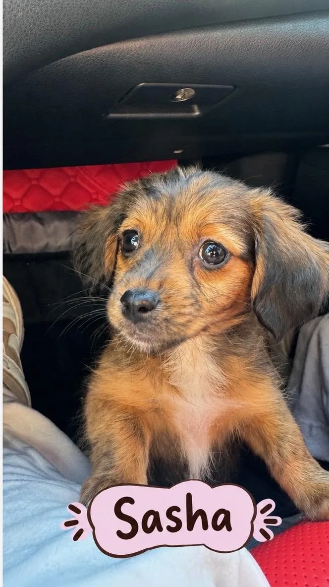 A baby small-sized female Brown / Chocolate Chihuahua dog named Sasha for adoption in Lafayette, CA