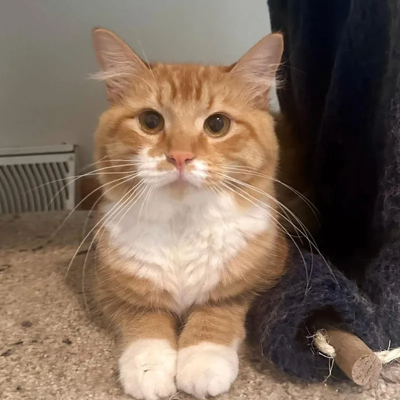 A young medium-sized male Orange / Red Domestic Long Hair cat named Colby for adoption in Pittsburgh, PA